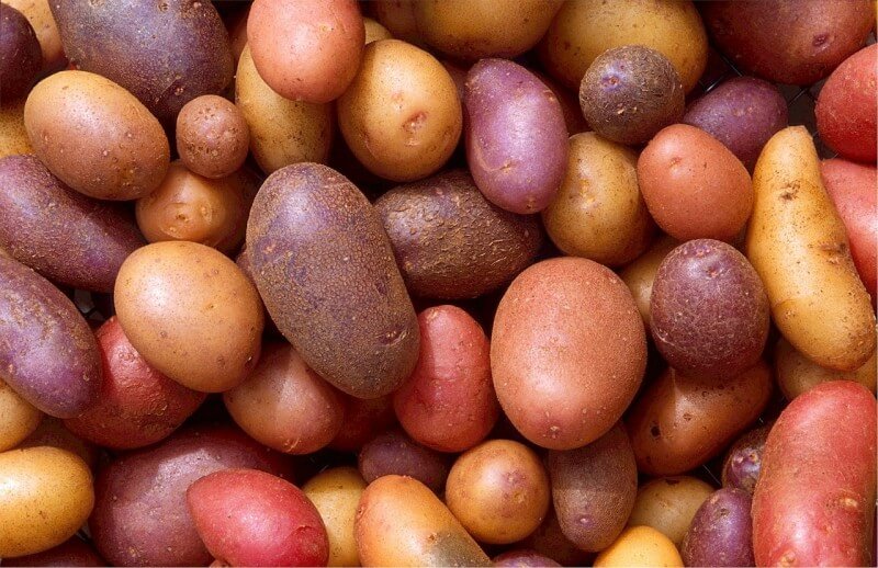 druhy-zemiakov